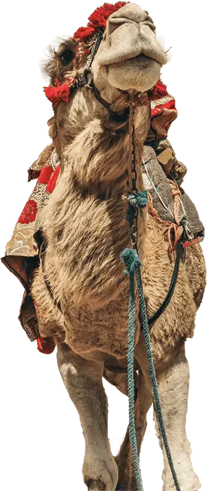 Golden Wave Surf Camp Imsouane - surf instruction